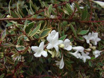 Fotografia da espécie Abelia x grandiflora