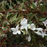Fotografia 11 da espécie Abelia x grandiflora do Jardim Botânico UTAD