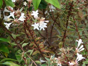 Fotografia da espécie Abelia x grandiflora