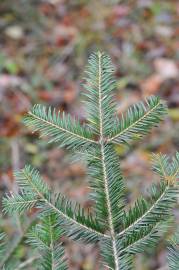 Fotografia da espécie Abies alba