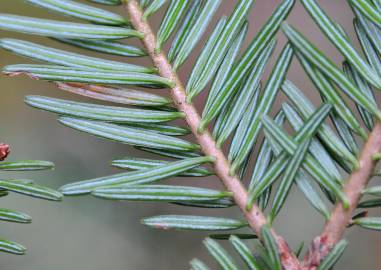 Fotografia da espécie Abies alba