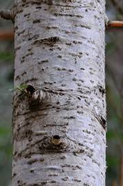 Fotografia da espécie Abies alba