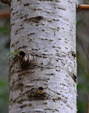 Fotografia 6 da espécie Abies alba no Jardim Botânico UTAD