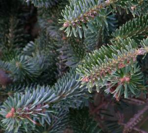 Fotografia da espécie Abies alba