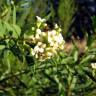 Fotografia 3 da espécie Daphne gnidium do Jardim Botânico UTAD