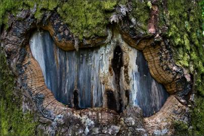 Fotografia da espécie Abies alba