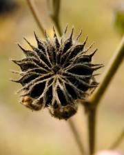 Fotografia da espécie Abutilon theophrasti