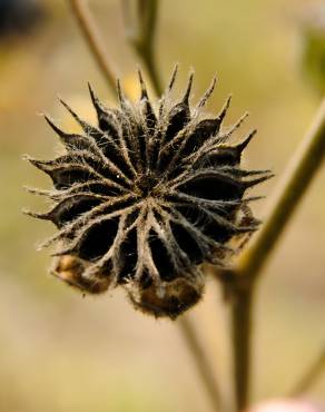 Fotografia 1 da espécie Abutilon theophrasti no Jardim Botânico UTAD