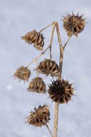 Fotografia da espécie Abutilon theophrasti