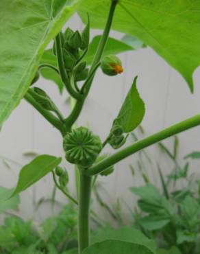 Fotografia 4 da espécie Abutilon theophrasti no Jardim Botânico UTAD