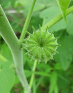 Fotografia 6 da espécie Abutilon theophrasti no Jardim Botânico UTAD