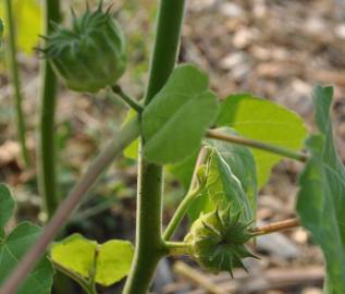 Fotografia da espécie Abutilon theophrasti