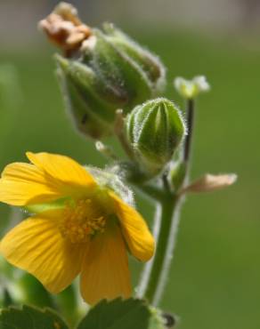 Fotografia 9 da espécie Abutilon theophrasti no Jardim Botânico UTAD