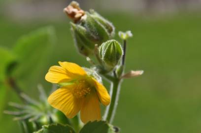 Fotografia da espécie Abutilon theophrasti