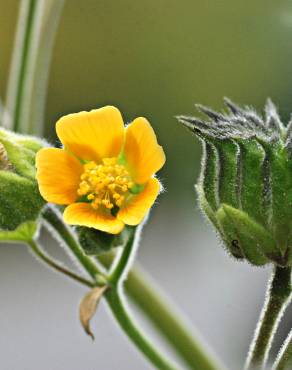 Fotografia 11 da espécie Abutilon theophrasti no Jardim Botânico UTAD