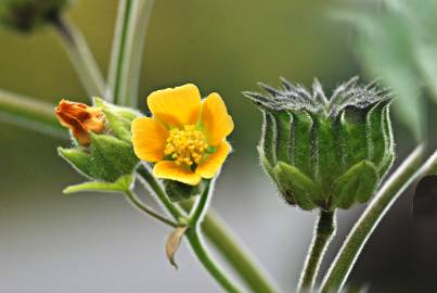 Fotografia da espécie Abutilon theophrasti