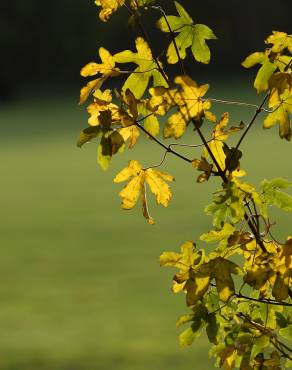 Fotografia 7 da espécie Acer campestre no Jardim Botânico UTAD