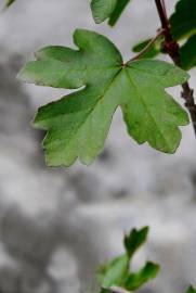 Fotografia da espécie Acer campestre