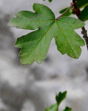 Fotografia 10 da espécie Acer campestre no Jardim Botânico UTAD