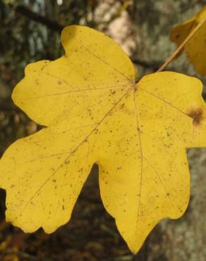 Fotografia 11 da espécie Acer campestre no Jardim Botânico UTAD