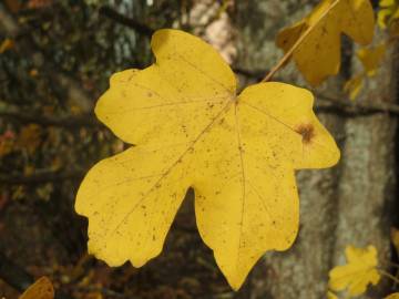 Fotografia da espécie Acer campestre