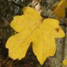 Fotografia 11 da espécie Acer campestre do Jardim Botânico UTAD