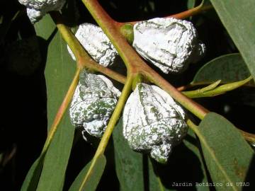 Fotografia da espécie Eucalyptus globulus