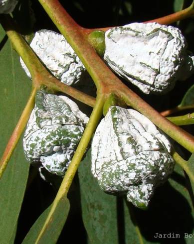 Fotografia de capa Eucalyptus globulus - do Jardim Botânico
