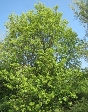 Fotografia 12 da espécie Acer campestre no Jardim Botânico UTAD