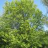 Fotografia 12 da espécie Acer campestre do Jardim Botânico UTAD
