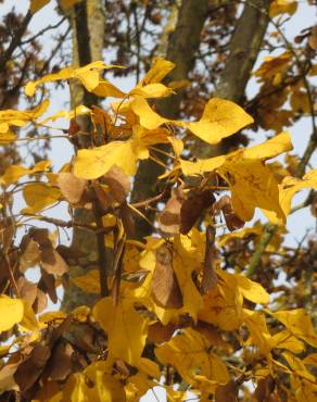 Fotografia 13 da espécie Acer campestre no Jardim Botânico UTAD