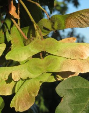Fotografia 14 da espécie Acer campestre no Jardim Botânico UTAD