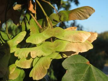 Fotografia da espécie Acer campestre