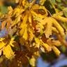 Fotografia 15 da espécie Acer campestre do Jardim Botânico UTAD