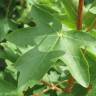 Fotografia 16 da espécie Acer campestre do Jardim Botânico UTAD