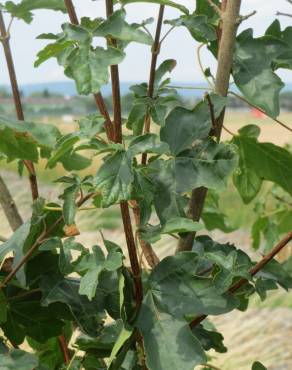 Fotografia 18 da espécie Acer campestre no Jardim Botânico UTAD