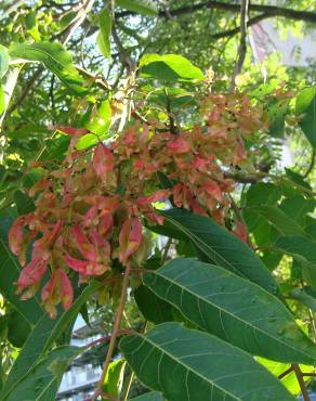 Fotografia 5 da espécie Ailanthus altissima no Jardim Botânico UTAD