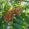 Fotografia 5 da espécie Ailanthus altissima do Jardim Botânico UTAD