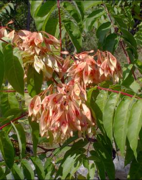 Fotografia 6 da espécie Ailanthus altissima no Jardim Botânico UTAD