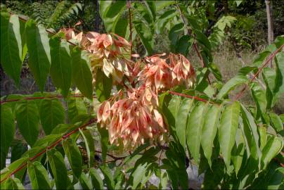 Fotografia da espécie Ailanthus altissima