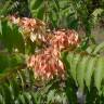 Fotografia 6 da espécie Ailanthus altissima do Jardim Botânico UTAD