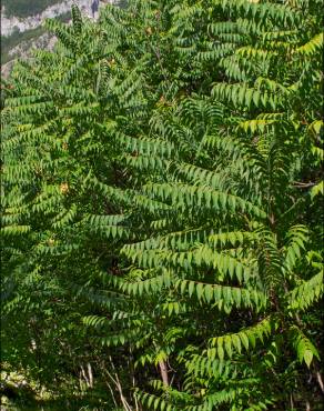 Fotografia 7 da espécie Ailanthus altissima no Jardim Botânico UTAD