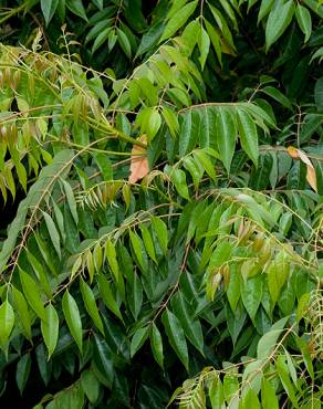 Fotografia 8 da espécie Ailanthus altissima no Jardim Botânico UTAD