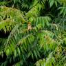 Fotografia 8 da espécie Ailanthus altissima do Jardim Botânico UTAD