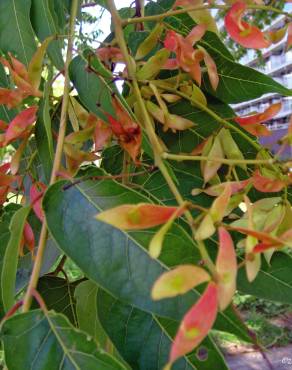 Fotografia 9 da espécie Ailanthus altissima no Jardim Botânico UTAD