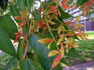 Fotografia da espécie Ailanthus altissima