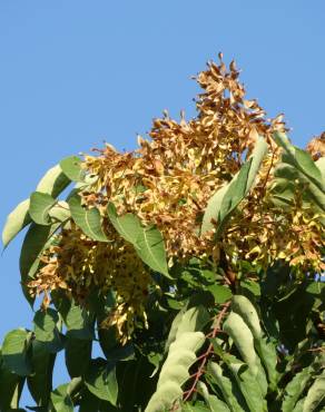 Fotografia 11 da espécie Ailanthus altissima no Jardim Botânico UTAD