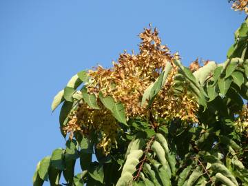 Fotografia da espécie Ailanthus altissima