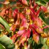 Fotografia 12 da espécie Ailanthus altissima do Jardim Botânico UTAD