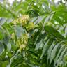 Fotografia 13 da espécie Ailanthus altissima do Jardim Botânico UTAD